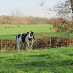the farm
