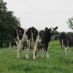 the farm