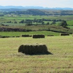 the farm