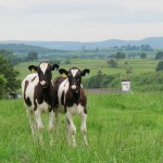 the farm