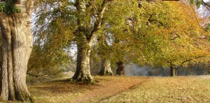Levens Park.