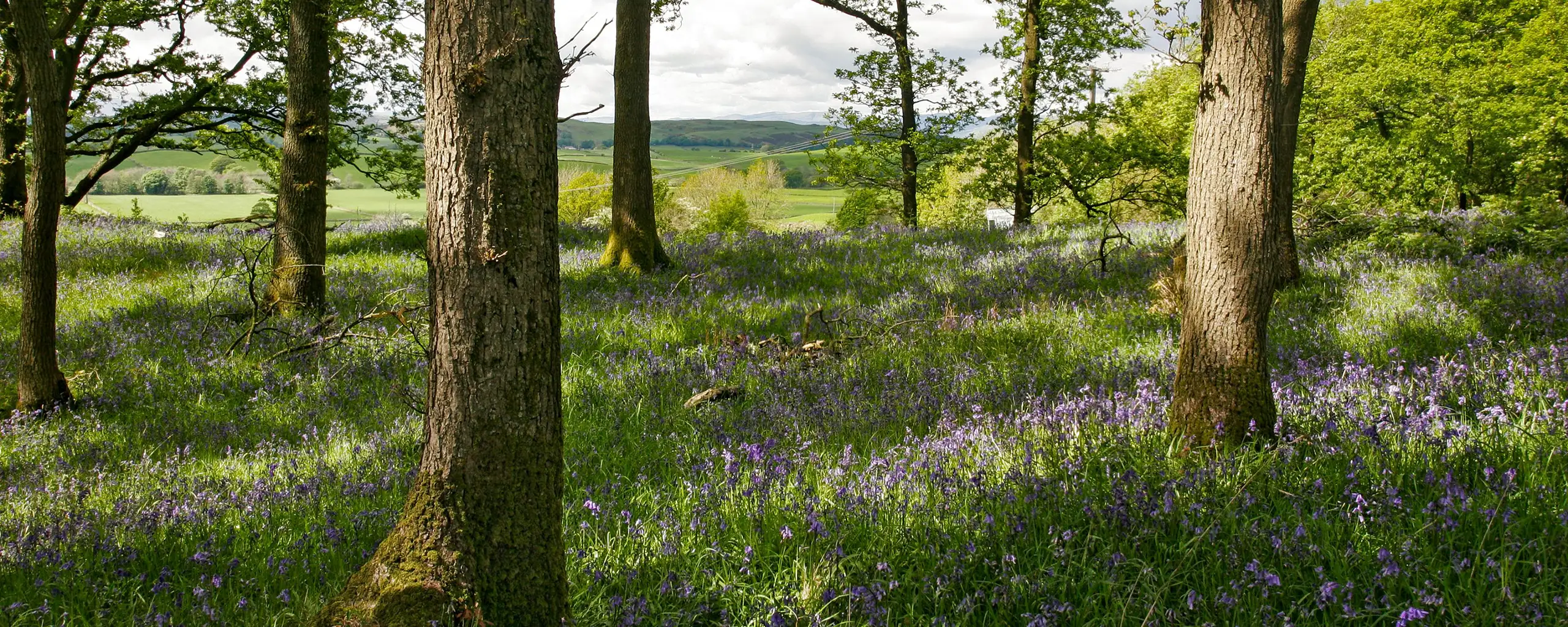 bluebell-wood-lodge-site bluebell-wood-lodge-site