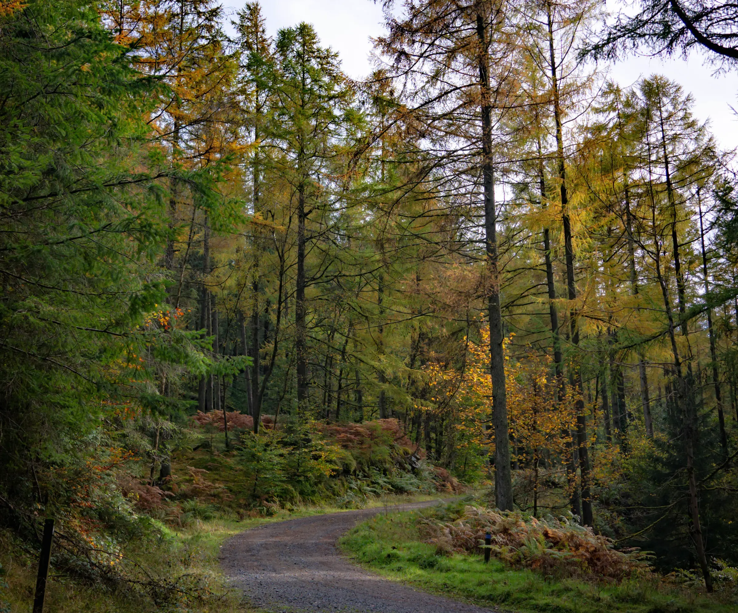 grizedale Grizedale Forest